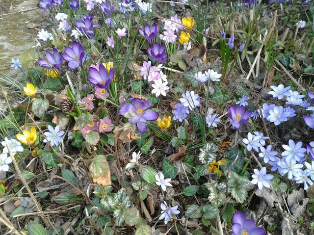 Vielfalt im Garten