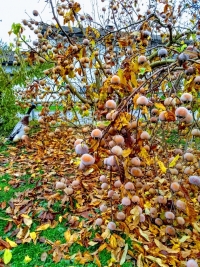 Mehr Natur in den Garten?