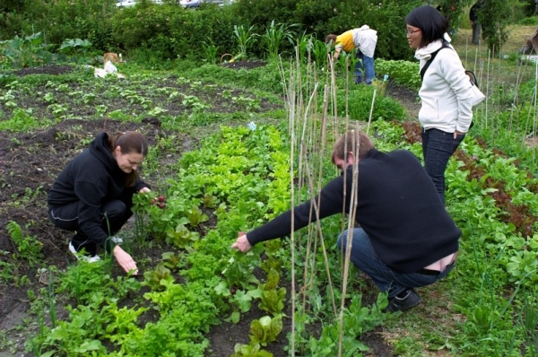 Gemeinschaftsgarten im Herzen Lustenaus