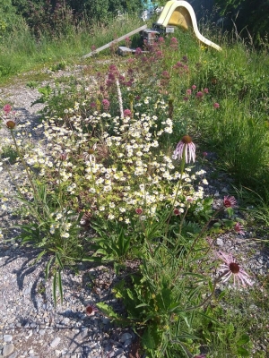 Ein Garten für alle Fälle?